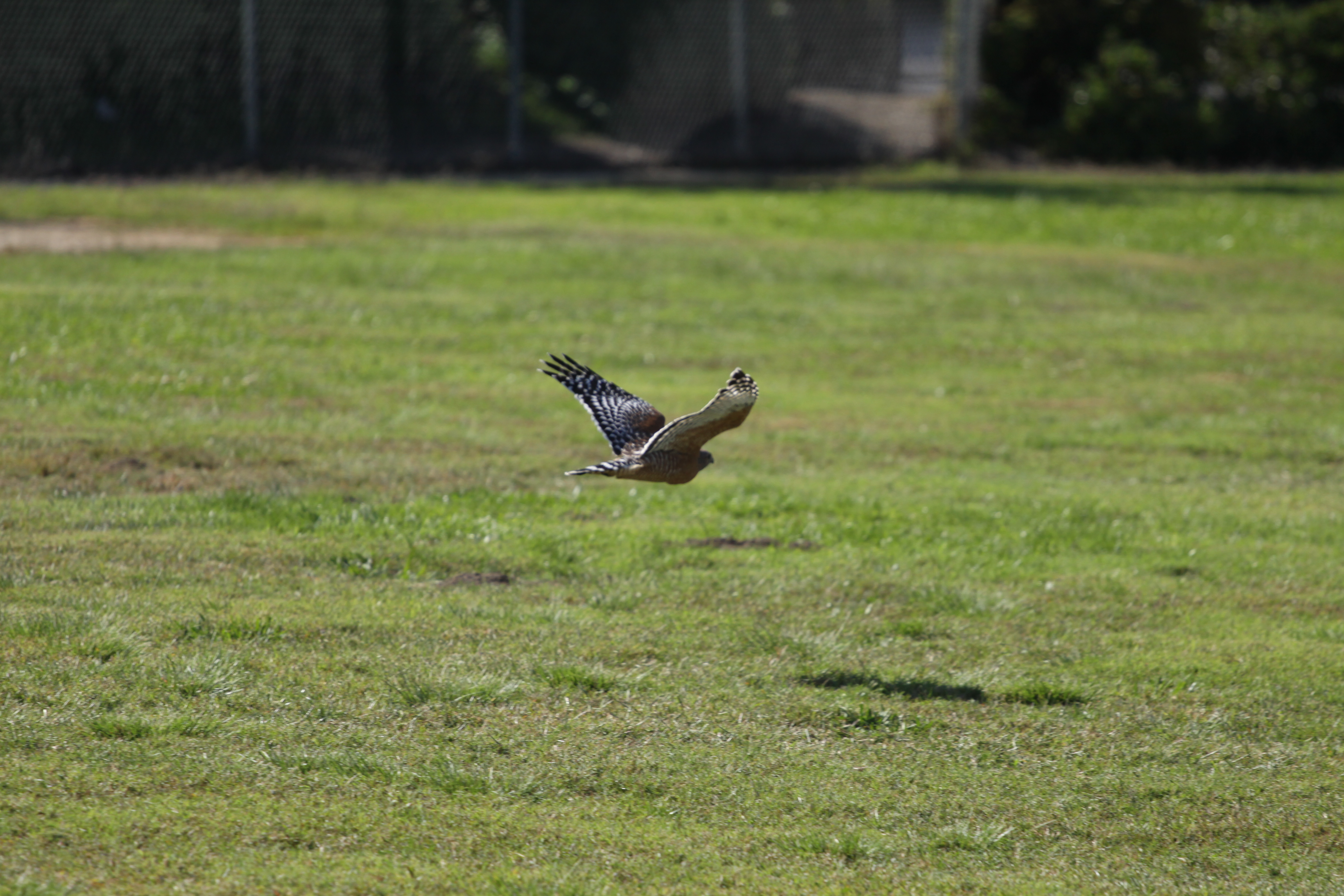 flying bird